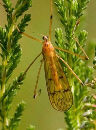 Metalimnobia bifasciata