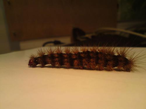 Réf. 68 648 : Arctia villica