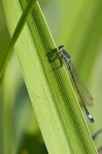 Ischnura elegans