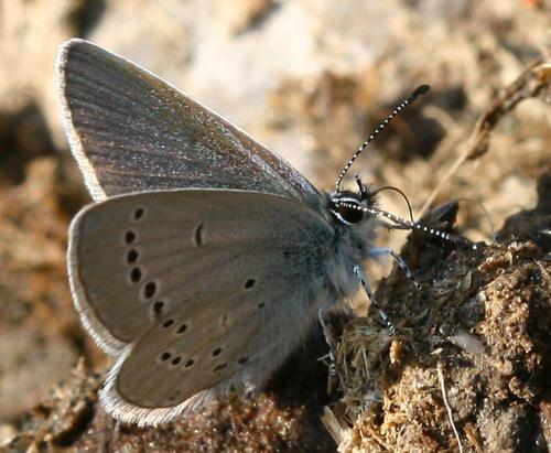 Cupido minimus