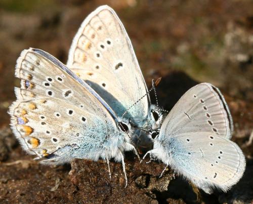 Cupido minimus