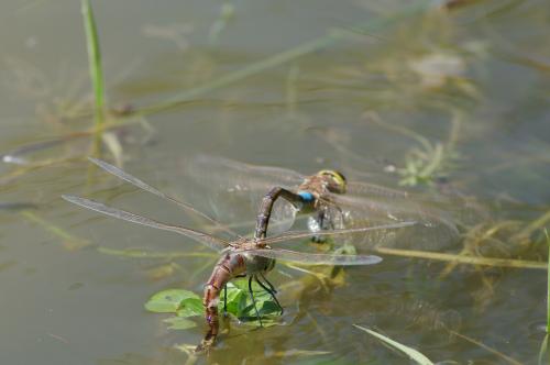 Réf. 68 499 : Anax ephippiger
