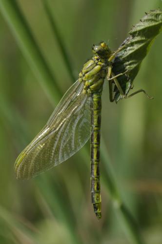 Gomphus pulchellus