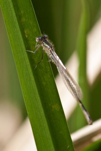 Ischnura elegans