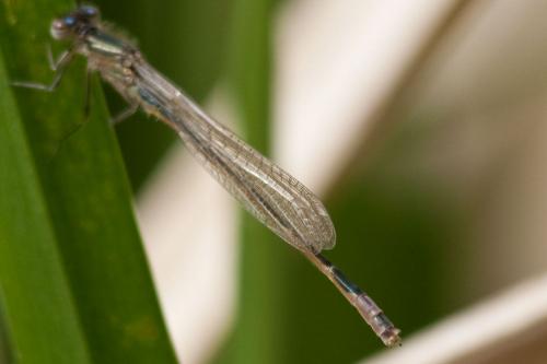 Ischnura elegans