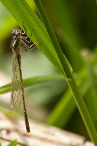 Ischnura elegans