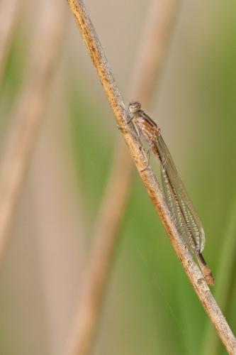 Ischnura elegans