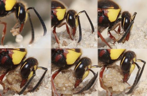 Delta unguiculatum