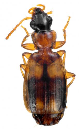 Philorhizus quadrisignatus