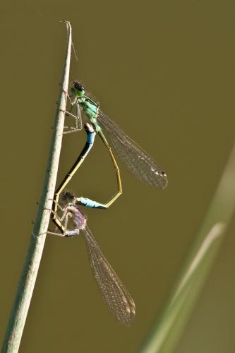 Ischnura elegans
