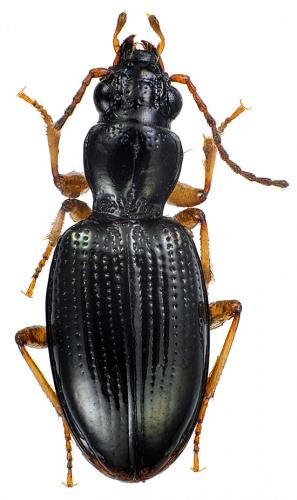 Sinechostictus decoratus