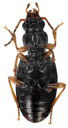 Sinechostictus decoratus