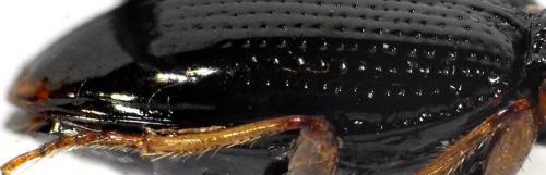 Sinechostictus decoratus