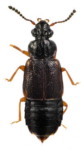 Réf. 68 271 : Omalium rivulare