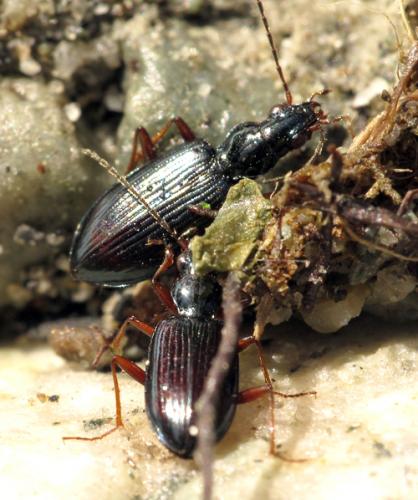 Réf. 68 552 : Bembidion ascendens