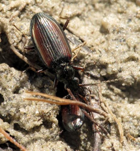 Bembidion ascendens