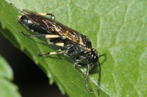 Réf. 68 256 : Macrophya alboannulata