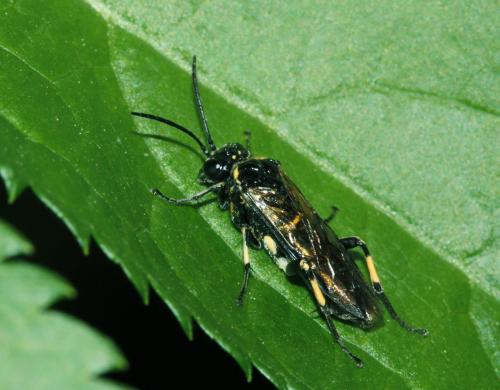 Réf. 68 228 : Macrophya alboannulata