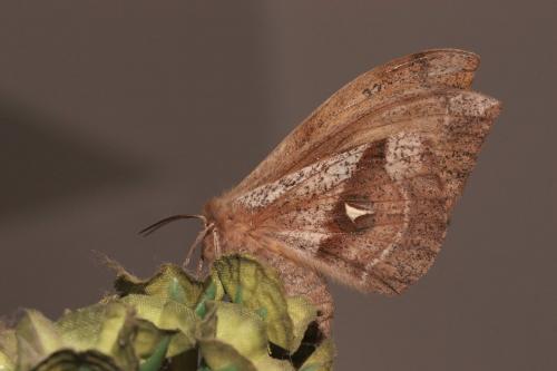 Réf. 68 062 : Aglia tau