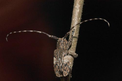 Mesosa nebulosa