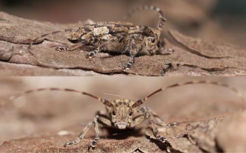 Mesosa nebulosa