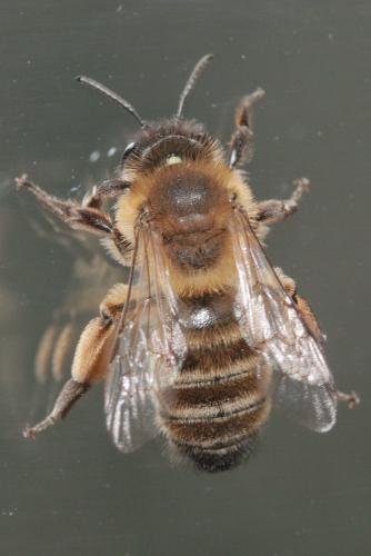 Andrena nigroaenea