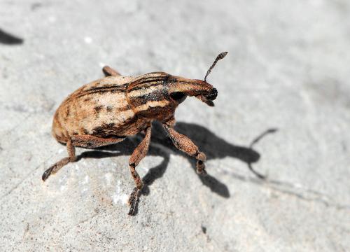 Pseudocleonus cinereus