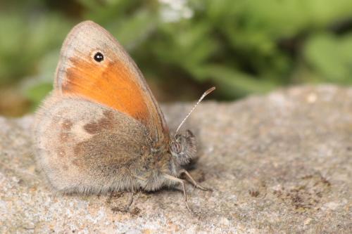 Réf. 68 288 : Coenonympha pamphilus