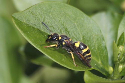 Ancistrocerus sp.