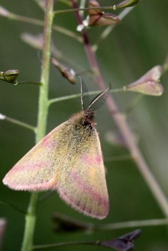 Réf. 68 313 : Lythria purpuraria