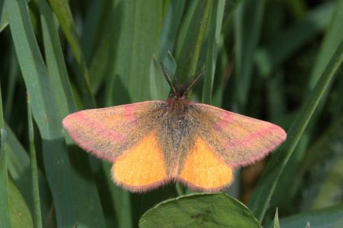 Réf. 68 314 : Lythria purpuraria
