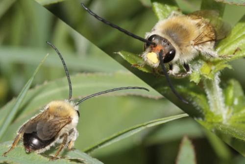 Eucera nigrescens