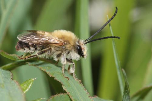 Eucera nigrescens
