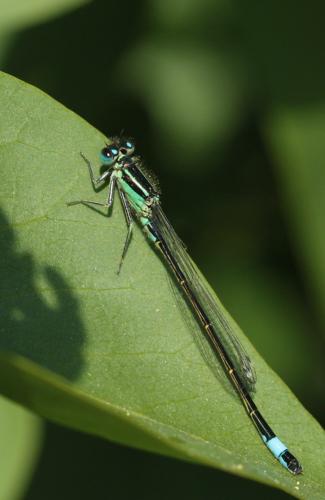 Ischnura elegans