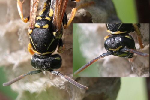 Réf. 68 322 : Polistes nimpha