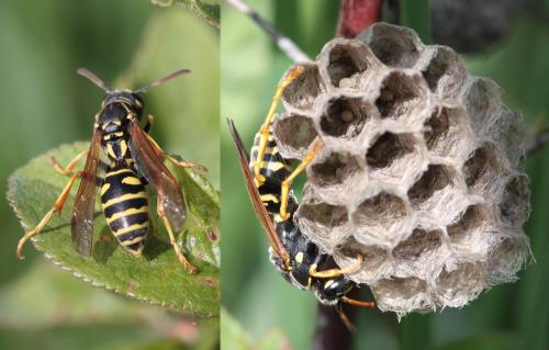 Polistes nimpha