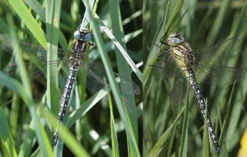 Réf. 68 640 : Brachytron pratense