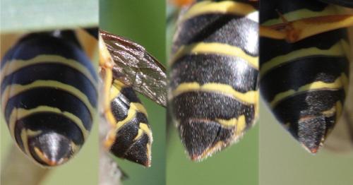 Polistes nimpha