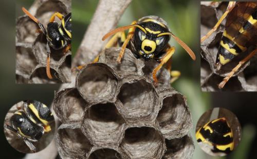 Réf. 68 414 : Polistes gallicus