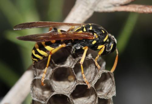 Polistes gallicus