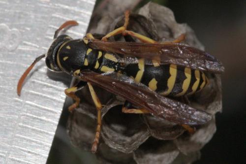 Polistes gallicus