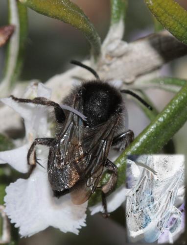 Réf. 68 415 : Melecta sp.