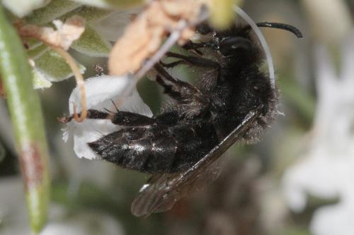 Melecta sp.