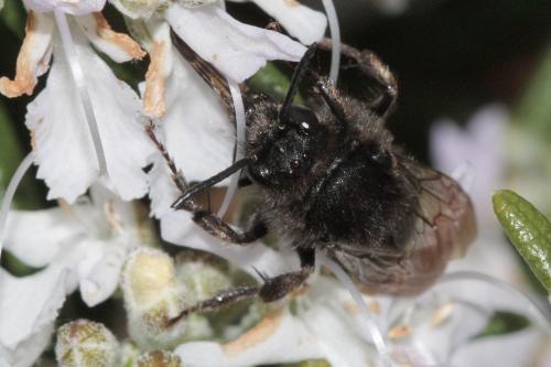 Melecta sp.