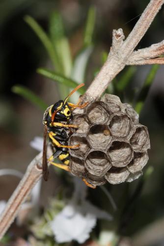 Polistes gallicus