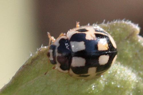 Propylea quatuordecimpunctata