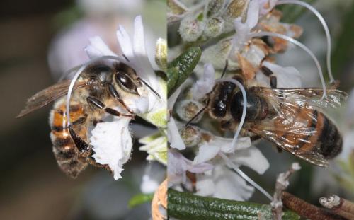 Apis mellifera