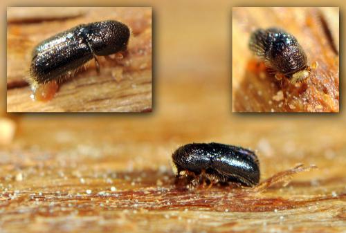 Taphrorychus bicolor
