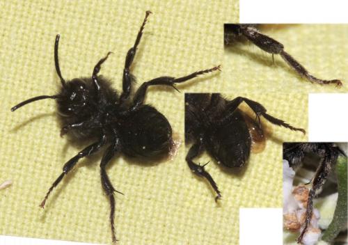 Melecta sp.