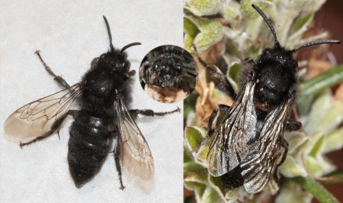 Melecta sp.